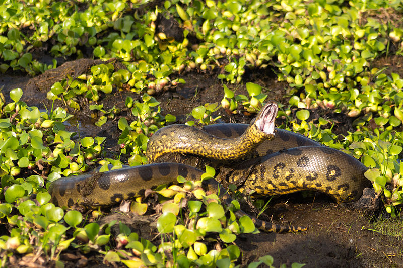 anaconda, fernando flores