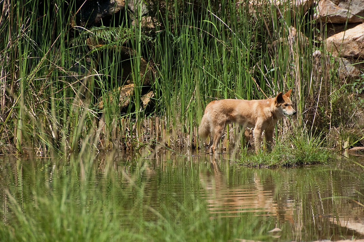 dingo