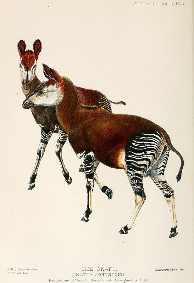 okapi, harry johnston