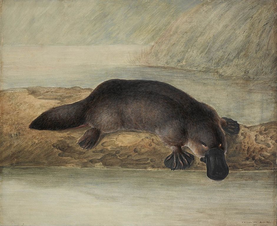 vogelbekdier (= platypus)